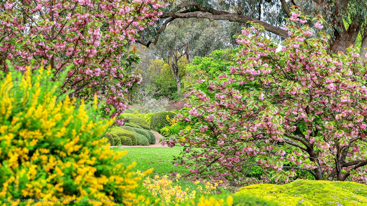 Peter Bellingham Photography Japanese Garden - Cowra